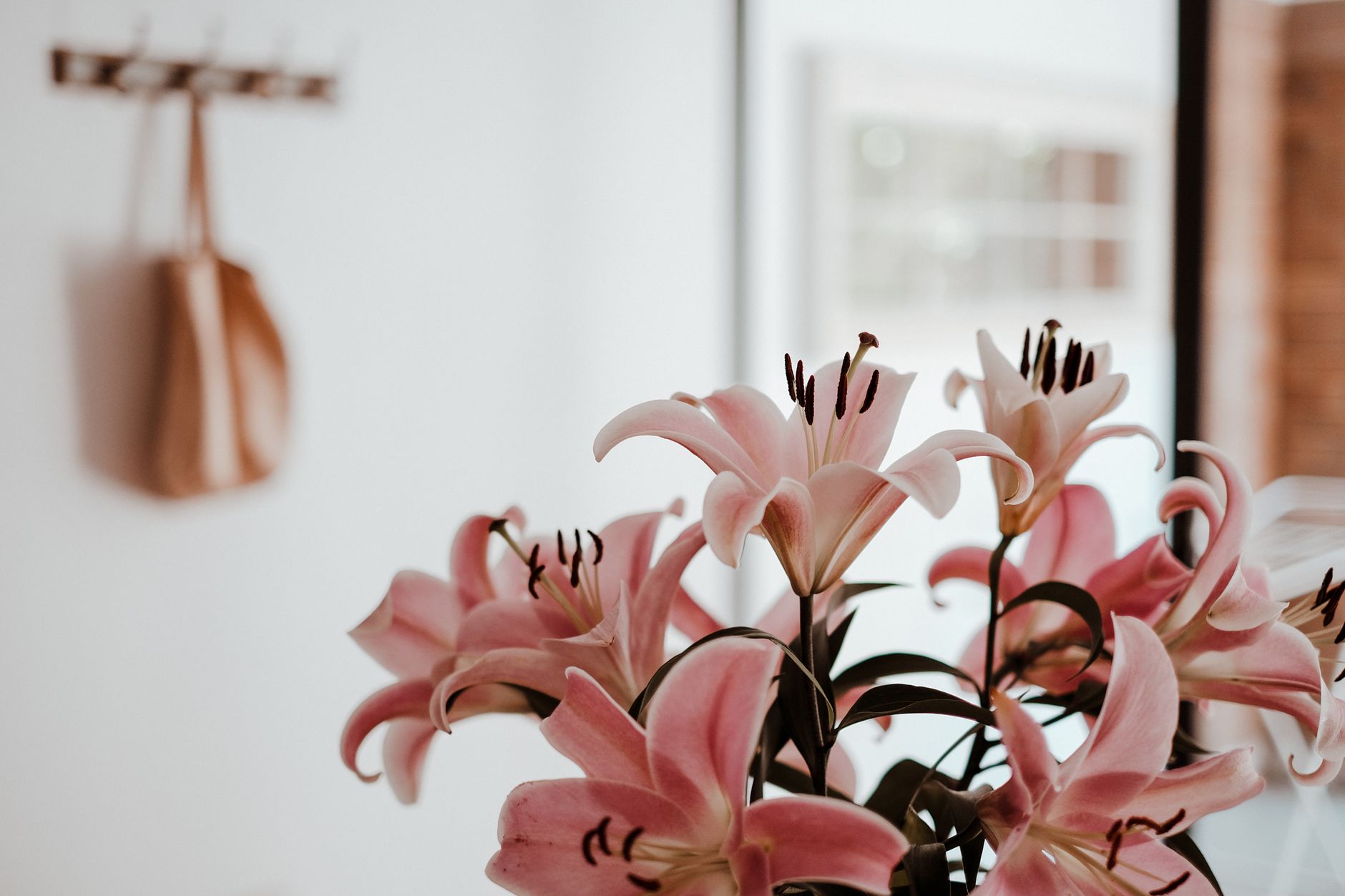 Ilustrasi: A close-up of vibrant pink lilies in a modern minimalist room with soft natural lighting.